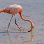 American Flamingo (image by Pete Morris)