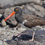 American Oystercatcher (image by Pete Morris)