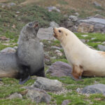 Antarctic Fur Seals (image by Pete Morris)