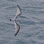 Antarctic Prion (image by Pete Morris)