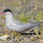 Antarctic Tern (image by Pete Morris)