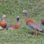 Ashy-headed Geese (image by Pete Morris)