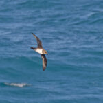 Atlantic Petrel (image by Pete Morris)