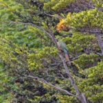 Austral Parakeet (image by Pete Morris)