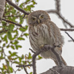 Austral Pygmy Owl (image by Pete Morris)