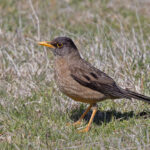Austral Thrush (image by Pete Morris)