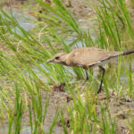 Australian Pratincole (image by Graeme Wright)