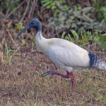 Australian White Ibis, Rennell (image by Pete Morris)
