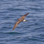 Band-rumped Storm Petrel (image by Pete Morris)