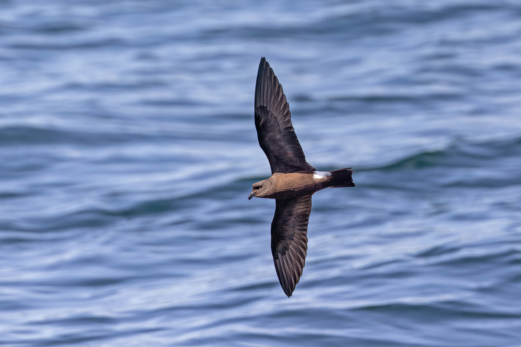 Band-rumped Storm Petrel (image by Pete Morris)