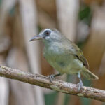 Bare-eyed White-eye (image by Pete Morris)