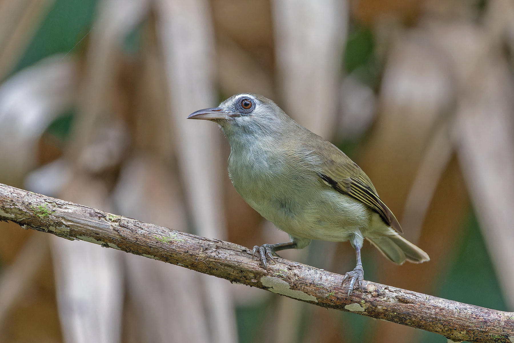 Bare-eyed White-eye (image by Pete Morris)
