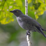 Barred Cuckooshrike (image by Pete Morris)
