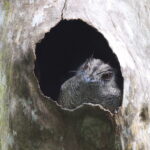 Barred Owlet-nightjar (image by János Oláh)
