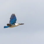 Beach Kingfisher (image by Pete Morris)