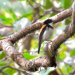 Black-banded Flycatcher (image by Graeme Wright)