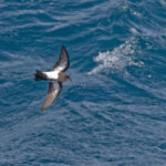 Black-bellied Storm Petrel (image by Pete Morris)