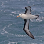Black-browed Albatross (image by Pete Morris)