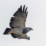 Black-chested Buzzard-Eagle (image by Pete Morris)