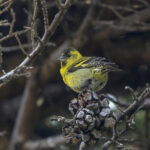 Black-chinned Siskin (image by Pete Morris)
