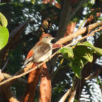 Black-fronted Flowerpecker (image by Graeme Wright)