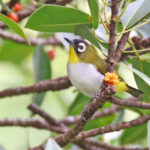 Black-fronted White-eye (image by János Oláh)