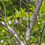 Black-headed Myzomela (image by Pete Morris)