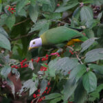Black-naped Fruit Dove (image by Craig Robson)