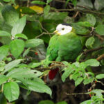 Black-naped Fruit Dove (image by Graeme Wright)