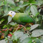 Black-naped Fruit Dove (image by Graeme Wright)