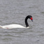 Black-necked Swan (image by Pete Morris)