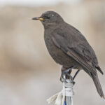 Blackish (Black) Cinclodes (image by Pete Morris)