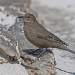 Blackish Cinclodes (image by Pete Morris)
