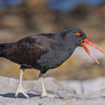 Blackish Oystercatcher (image by Pete Morris)