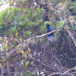 Blue Bird-of-paradise (image by János Oláh)