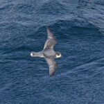 Blue Petrel (image by Pete Morris)