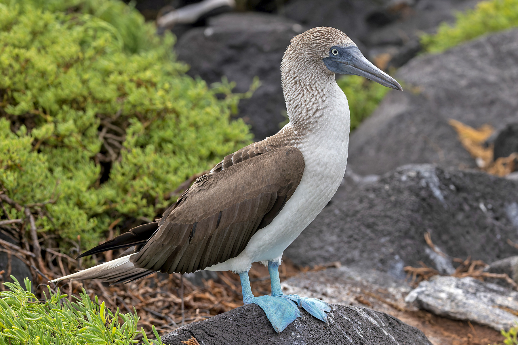 Blue-footed Booby (image by Pete Morris)