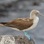 Blue-footed Booby (image by Pete Morris)