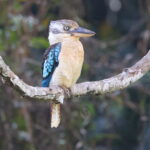 Blue-winged Kookaburra (image by János Oláh)