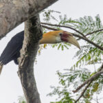 Blyth's Hornbill (image by Pete Morris)