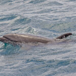 Bottle-nosed Dolphin (image by Pete Morris)