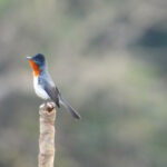 Broad-billed Flycatcher (image by Graeme Wright)