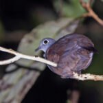 (Eastern) Bronze Ground Dove (image by Pete Morris)