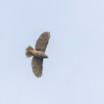 Brown Goshawk (image by Pete Morris)