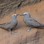 Brown Noddies (image by Pete Morris)