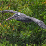 Brown Pelican (image by Pete Morris)