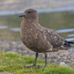Brown Skua (image by Pete Morris)