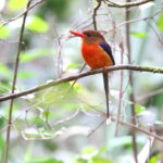 Brown-headed Paradise Kingfisher (image by János Oláh)