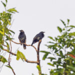 Brown-winged Starlings (image by Pete Morris)