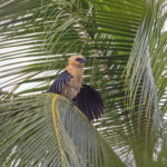 Buff-headed Coucal (image by Pete Morris)